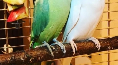 Hány évvel van egy nyaklánc papagáj